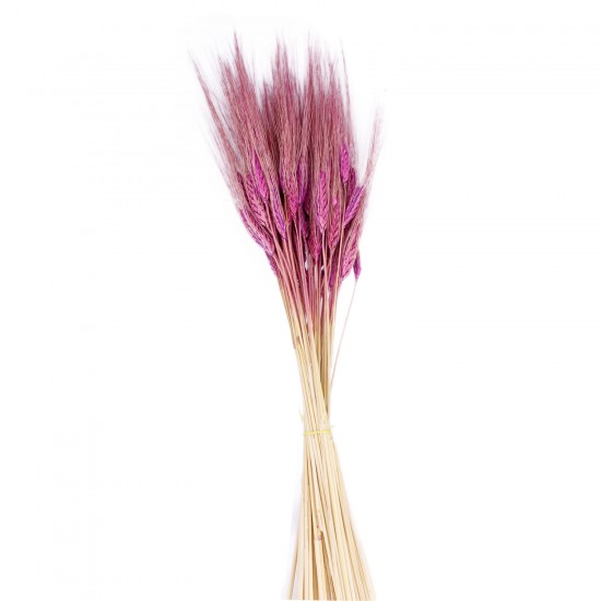Kuru Çiçek Doğal Başak Buğday Başağı 45 CM (1 Demet) Kuru Çiçek Doğal Başak Buğday Başağı 45 CM (1 Demet)