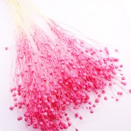 Kuru Çiçek Doğal Kurutulmuş Keten  Otu Çiçeği 35 GR (1 Demet) Kuru Çiçek Doğal Kurutulmuş Keten  Otu Çiçeği 35 GR (1 Demet)