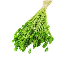 Kuru Çiçek Kuş Otu Şoklanmış Kurutulmuş 40 CM  Kuru Çiçek Kuş Otu Şoklanmış Kurutulmuş 40 CM