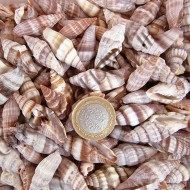 Mitra Sanguisuga Kiloluk Deniz Kabuğu (1 KG) Mitra Sanguisuga Kiloluk Deniz Kabuğu (1 KG)