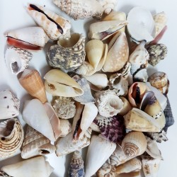 Mixed Shells Büyük Kiloluk Deniz Kabuğu (1 KG) Mixed Shells Büyük Kiloluk Deniz Kabuğu (1 KG)