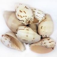 Melo Diadema Kiloluk Deniz Kabuğu (1 KG)