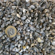 Nassa Derder Kiloluk Deniz Kabuğu (1 KG) Nassa Derder Kiloluk Deniz Kabuğu (1 KG)