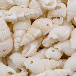 Nassa Shell Kavrulmuş Beyaz Delikli Deniz Kabuğu  (1 KG) Nassa Shell Kavrulmuş Beyaz Delikli Deniz Kabuğu  (1 KG)