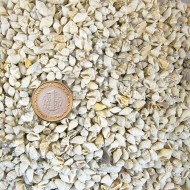 Nassa Shell Kavrulmuş Kiloluk Deniz Kabuğu 250 GR Nassa Shell Kavrulmuş Kiloluk Deniz Kabuğu 250 GR