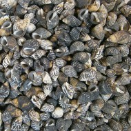Nassarius Gaudiosus Kiloluk Deniz Kabuğu (500 GR) Nassarius Gaudiosus Kiloluk Deniz Kabuğu (500 GR)