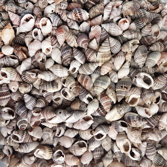 Nassarius Margaritifilus Kiloluk Deniz Kabuğu (1 KG) Nassarius Margaritifilus Kiloluk Deniz Kabuğu (1 KG)