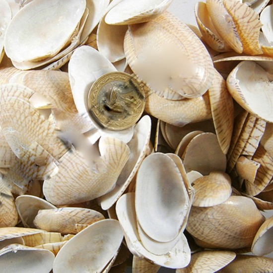 Paphia Neotaples Kiloluk Deniz Kabuğu (1 KG) Paphia Neotaples Kiloluk Deniz Kabuğu (1 KG)