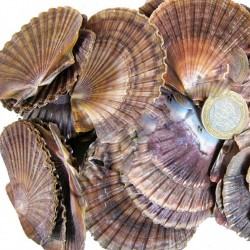 Pecten Dıegensis Kiloluk Deniz Kabuğu (1 KG)