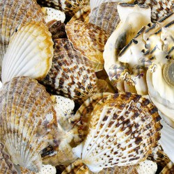 Pecten Radula Kiloluk Deniz Kabuğu (1 KG) Pecten Radula Kiloluk Deniz Kabuğu (1 KG)