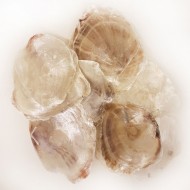 Placuna Kiloluk Deniz Kabuğu (1 KG) Placuna Kiloluk Deniz Kabuğu (1 KG)