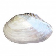 Macabe Pearlızed 12