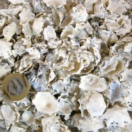 Star Limpet Kiloluk Deniz Kabuğu (1 KG) Star Limpet Kiloluk Deniz Kabuğu (1 KG)