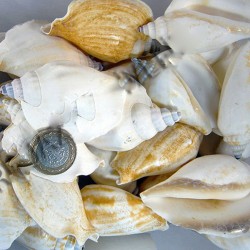 Strombus Epidormis Kiloluk Deniz Kabuğu (1 KG) Strombus Epidormis Kiloluk Deniz Kabuğu (1 KG)