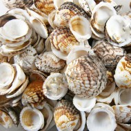 Tiger Cochles Kiloluk Deniz Kabuğu (1 KG)