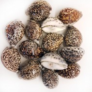 Tiger Cowrie Kiloluk Deniz Kabuğu (1 KG) Tiger Cowrie Kiloluk Deniz Kabuğu (1 KG)