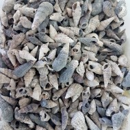 Trivitata Kiloluk Deniz Kabuğu (1 KG) Trivitata Kiloluk Deniz Kabuğu (1 KG)