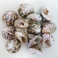 Troca Male Kiloluk Deniz Kabuğu (1 KG) Troca Male Kiloluk Deniz Kabuğu (1 KG)