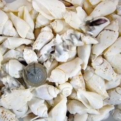 White Seula Kiloluk Deniz Kabuğu (1 KG) White Seula Kiloluk Deniz Kabuğu (1 KG)