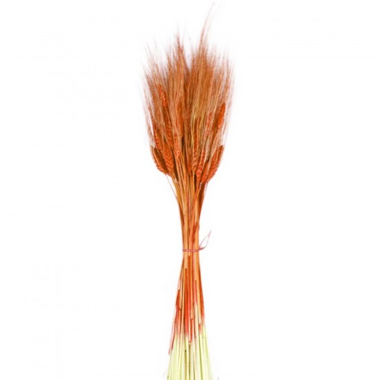 Kuru Çiçek Doğal Başak Buğday Başağı 45 CM (1 Demet) Kuru Çiçek Doğal Başak Buğday Başağı 45 CM (1 Demet)