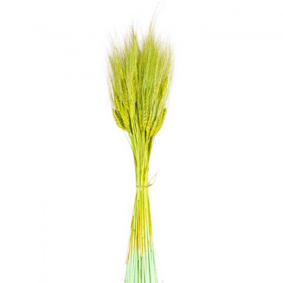 Kuru Çiçek Doğal Başak Buğday Başağı 45 CM (1 Demet) Kuru Çiçek Doğal Başak Buğday Başağı 45 CM (1 Demet)