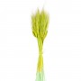 Kuru Çiçek Doğal Başak Buğday Başağı 45 CM (1 Demet) Kuru Çiçek Doğal Başak Buğday Başağı 45 CM (1 Demet)