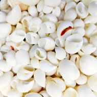 Moonshell Kiloluk Deniz Kabuğu (1 KG) Moonshell Kiloluk Deniz Kabuğu (1 KG)