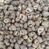 Nerita Communis Kiloluk Deniz Kabuğu (1 KG)