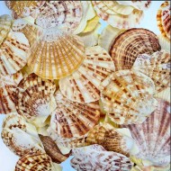 Pecten Mascarensis Kiloluk Deniz Kabuğu (1 Kg)  Pecten Mascarensis Kiloluk Deniz Kabuğu (1 Kg)