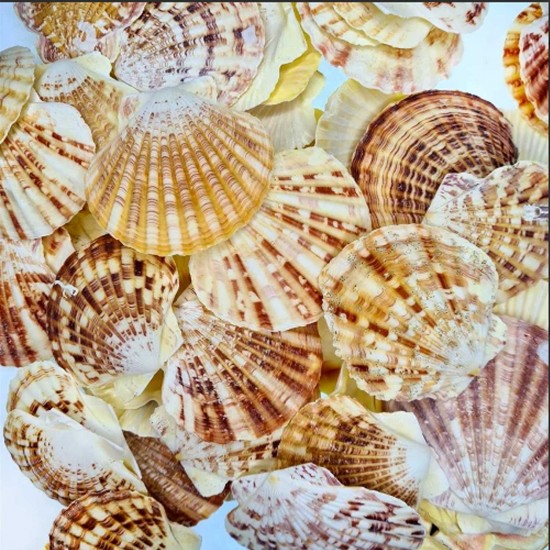 Pecten Mascarensis Kiloluk Deniz Kabuğu (1 Kg)