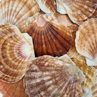 Pecten Maximus Kiloluk Deniz Kabuğu (1 KG) Pecten Maximus Kiloluk Deniz Kabuğu (1 KG)