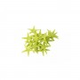 Polyester Deniz Yıldızı Minik Boy 0.5 CM- 1.5 CM (100 Adet) Polyester Deniz Yıldızı Minik Boy 0.5 CM- 1.5 CM (100 Adet)