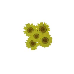 Preslenmiş Kurutulmuş Papatya Çiçek Bitkiler Epoksi Reçine Kolye Takı Yapımı (100 Adet) Preslenmiş Kurutulmuş Papatya Çiçek Bitkiler Epoksi Reçine Kolye Takı Yapımı (100 Adet)