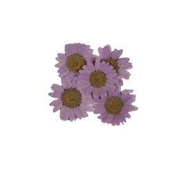  Preslenmiş Kurutulmuş Papatya Çiçek Bitkiler Epoksi Reçine Kolye Takı Yapımı (5 Adet)