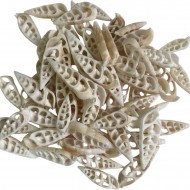 Kesik Vertegus  Kiloluk Deniz kabuğu 1 Kg  Kesik Vertegus  Kiloluk Deniz kabuğu 1 Kg