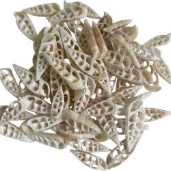 Kesik Vertegus  Kiloluk Deniz kabuğu 1 Kg  Kesik Vertegus  Kiloluk Deniz kabuğu 1 Kg