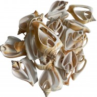 Strombus Aurisdiane Deniz Kiloluk Deniz Kabuğu (1 KG) Strombus Aurisdiane Deniz Kiloluk Deniz Kabuğu (1 KG)