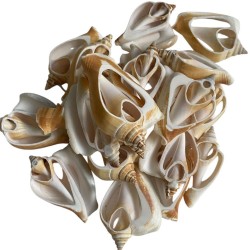 Strombus Canarıum Kesik  Deniz Kiloluk Deniz Kabuğu (1 KG)  Strombus Canarıum Kesik  Deniz Kiloluk Deniz Kabuğu (1 KG)