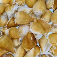 Strombus Canarium Kiloluk Deniz Kabuğu (1 KG) Strombus Canarium Kiloluk Deniz Kabuğu (1 KG)