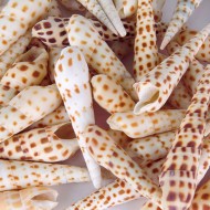 Terebra Areolata Kg Lık Gerçek Deniz Kabuğu 1 KG Terebra Areolata Kg Lık Gerçek Deniz Kabuğu 1 KG