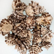 Vassam Kiloluk Deniz Kabuğu (1 KG) Vassam Kiloluk Deniz Kabuğu (1 KG)