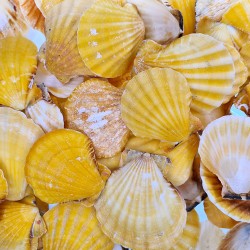 Vixillium Orange Kiloluk Deniz Kabuğu (1 KG) Vixillium Orange Kiloluk Deniz Kabuğu (1 KG)